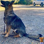 german shepherd puppy posted by Yosemite _Shepherds